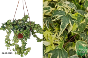 Hedera helix