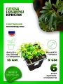 Плющ (хедера) Криспи