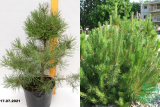 Сосна горная Мугус (Pinus mugo Mughus) С7,5