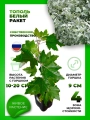 Тополь белый Ракет