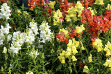 Львиный зев Твинни Микс (Antirrhinum Snapdragon Twinny) упаковка 6 штук