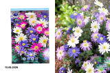 Анемона Бланда (Anemone Blanda Mixed) 25шт/уп