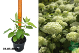Гортензия древовидная Аннабель (Hydrangea arborescens Annabelle) С3 лс