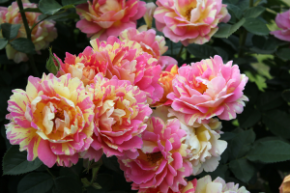 full_Rose_de_Sist
