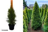 Туя западная Смарагд (Thuja occidentalis Smaragd) С2 д