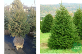 Ель канадская 70-120 см (Picea glauca) ком