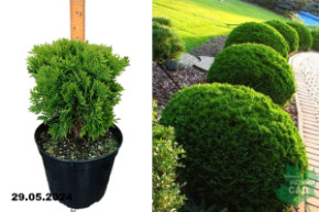 Туя западная Даника (Thuja occidentalis Danica) С7,5