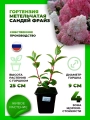 Гортензия метельчатая Сандей Фрайз