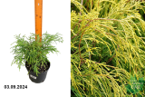 Кипарисовик горохоплодный Голден Моп (Chamaecyparis pisifera Golden Mop) С2