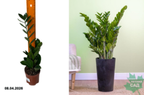 замиокулькас замифолия р10