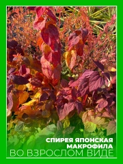 Спирея японская Макрофила