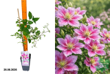 Клематис крупноцветковый Пиилу (Clematis florida Piilu) Р15