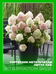 Гортензия метельчатая Литтл Лав