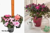 Азалия микс (Azalea мix) С1,5