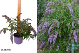 Буддлея Давида Вистерия Лэйн (Buddleja davidii Wisteria Lane) С2 лс