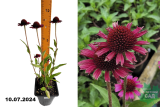 Эхинацея гибридная Делишес Кэнди (Echinacea hybrida Delicious Candy) С1,5