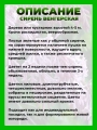 Сирень венгерская
