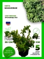 Мята Банановая