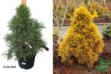 Сосна обыкновенная Мозери (Pinus sylvestris Moseri) С7,5