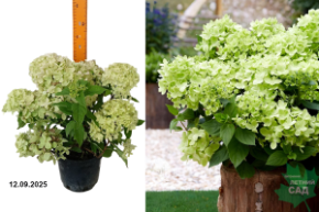 гортензия грин лайт