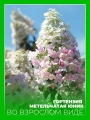 Гортензия метельчатая Юник