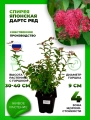 Спирея японская Дартс Ред