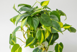 Филодендрон Бразил (Philodendron Brasil) Р12