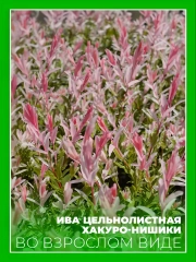 Ива цельнолистная Хакуро-Нишики