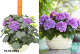 Гортензия Таблетензия (Hydrangea macrophylla Tabletensia) С4