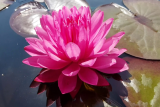 Нимфея Fuchsia Pom Pom