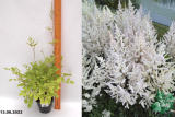 Астильба Арендса Бумальда (Astilbe arendsii Bumalda) С2