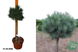 Сосна обыкновенная Мартам (Pinus sylvestris Martham) (штамб 50см)С5