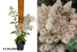 Гортензия метельчатая Бобо (Hydrangea paniculata Bobo) Р9