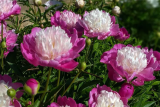 Пион молочноцветковый Гей Пари (Paeonia laktiflora Gay Paree)