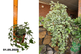 Хедера Хеликс Ева (Hedera helix Eva)  Р14