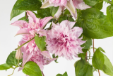 Клематис крупноцветковый Мульти Пинк (Clematis florida Multi Pink) Р7