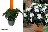 Гардения жасминовидная (Gardenia Jasminoides) Р13.