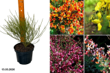 Ракитник Микс (Cytisus) С3
