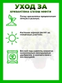 Хризантема крупноцветковая Сплэш Минти