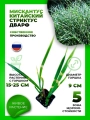 Мискантус китайский Стриктус Дварф