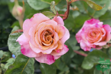 Роза японской селекции Мияби Ча (Rosa Japanese Miyabi Cha) С6