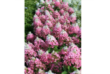 Hydrangea paniculata Magical Vesuvio