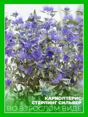 Кариоптерис кландоненский Стерлинг Сильвер