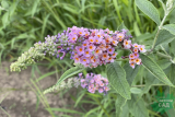 Буддлея Давида Флауэр Пауэр (Buddleja Davidii Flower Power) Р9 лс