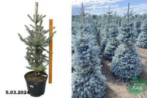 Ель колючая Хупси (Picea pungens Hoopsii) С15