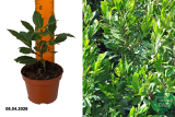 Лавр благородный (Laurus nobilis) Р11