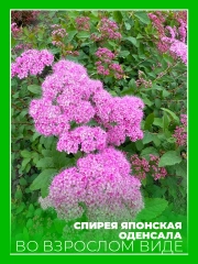 Спирея японская Оденсала