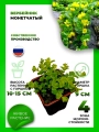 Вербейник монетчатый
