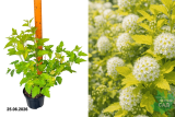 Пузыреплодник калинолистный Наггет (Physocarpus opulifolius Nugget) С3