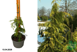 Кипарисовик нутканский Голден Вотерфолл (Chamaecyparis nootkatensis Golden Waterfall) С5 аг